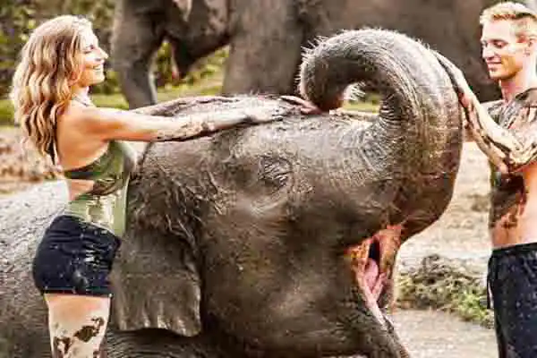 elephant mud fun elephant mud fun